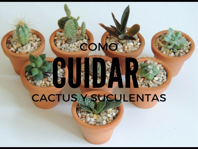 Cómo cuidar cactus globosos correctamente en casa