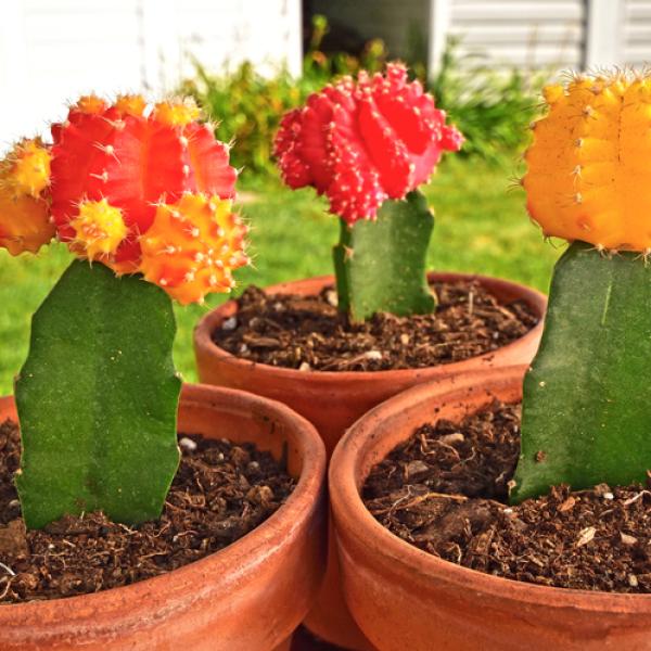 Cómo cuidar cactus injertados: Guía de injertos efectivos