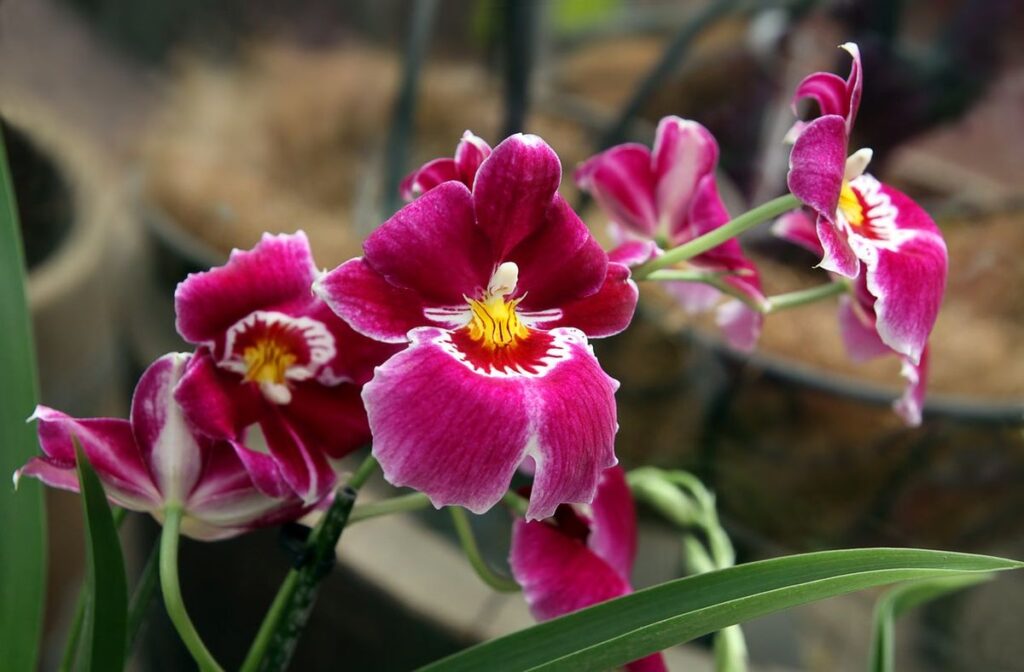 Cómo cuidar correctamente las Miltoniopsis Pansy Orchid