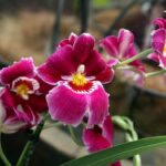 Cómo cuidar correctamente las Miltoniopsis Pansy Orchid