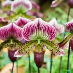 Cómo cuidar correctamente las orquídeas Lady Slipper