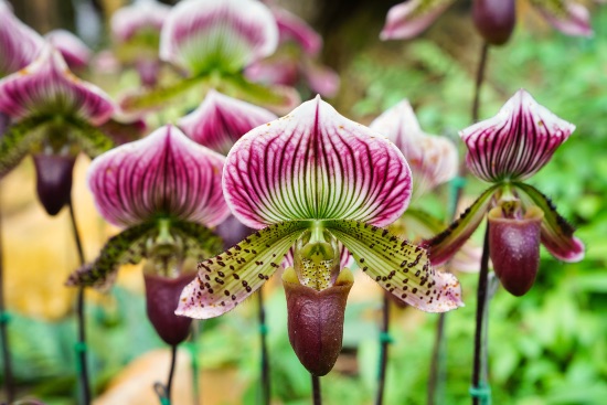Cómo cuidar correctamente las orquídeas Lady Slipper