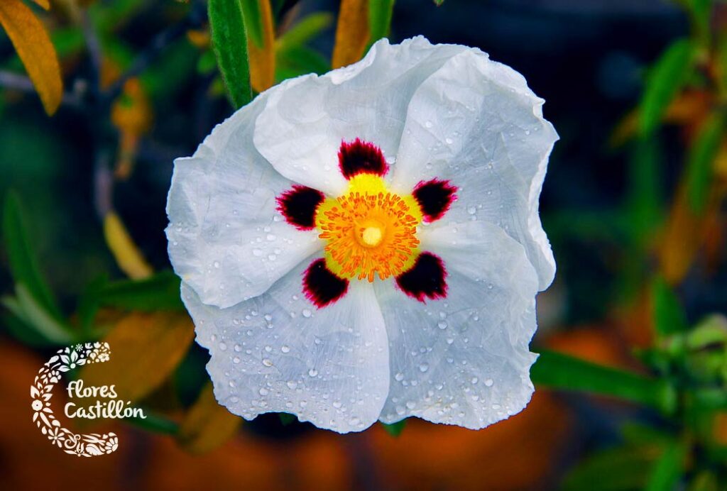 Cómo cuidar correctamente las plantas de jara en tu jardín