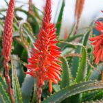 Cómo cuidar correctamente una planta de Aloe Vera en flor