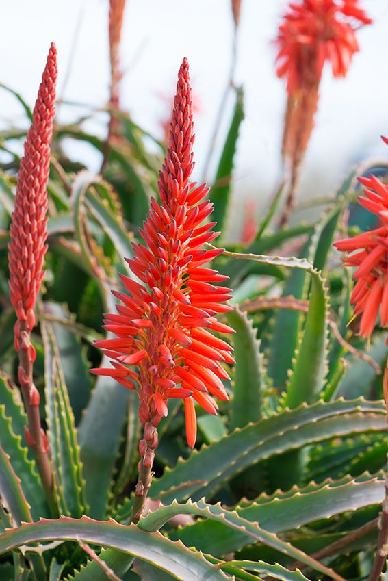 Cómo cuidar correctamente una planta de Aloe Vera en flor