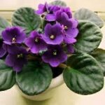 Cómo cuidar correctamente una planta de violeta china en casa