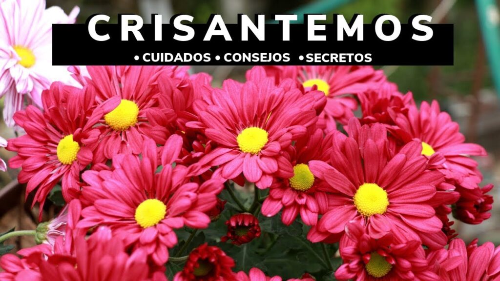 Cómo cuidar crisantemos en primavera para un jardín colorido