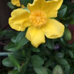 Cómo cuidar de la planta Guinea Flower (Hibbertia Guinea)