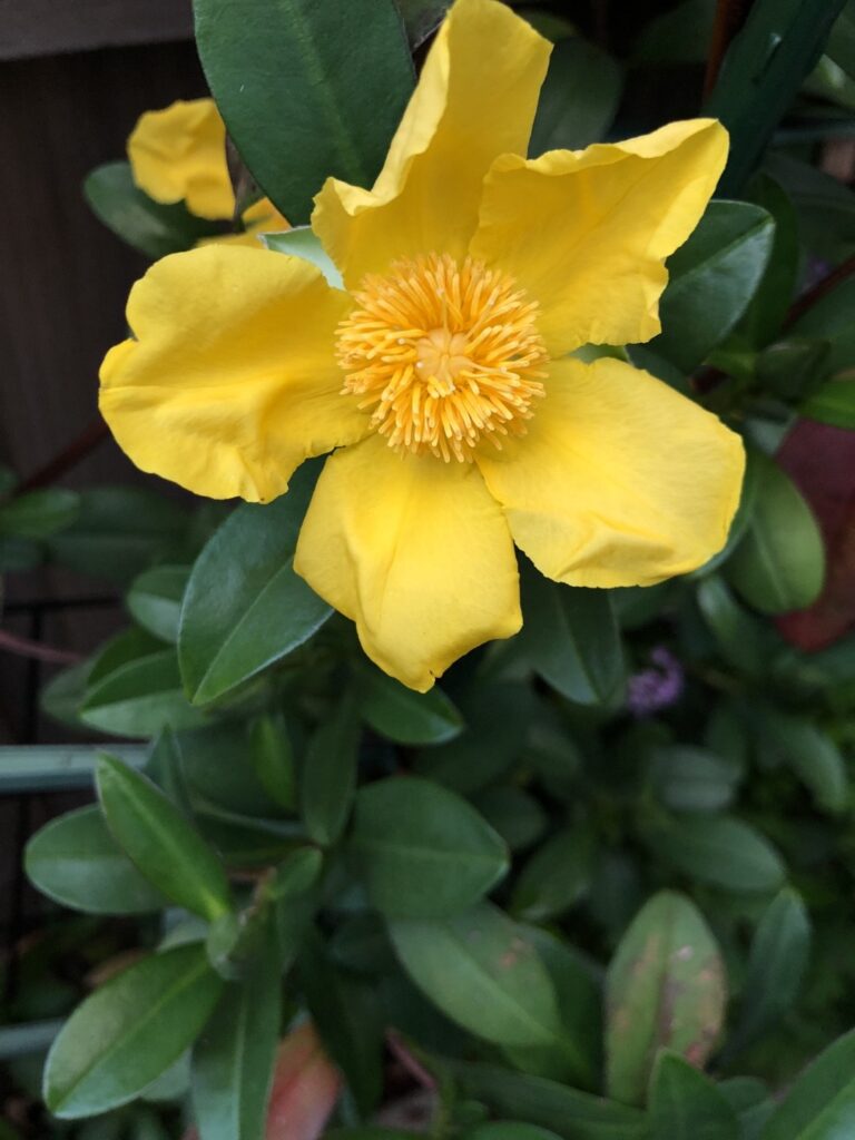 Cómo cuidar de la planta Guinea Flower (Hibbertia Guinea)