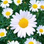 Cómo cuidar de las margaritas Marguerite