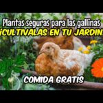 Cómo cuidar de las plantas Chicks and Hens en tu jardín
