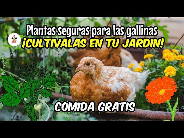 Cómo cuidar de las plantas Chicks and Hens en tu jardín