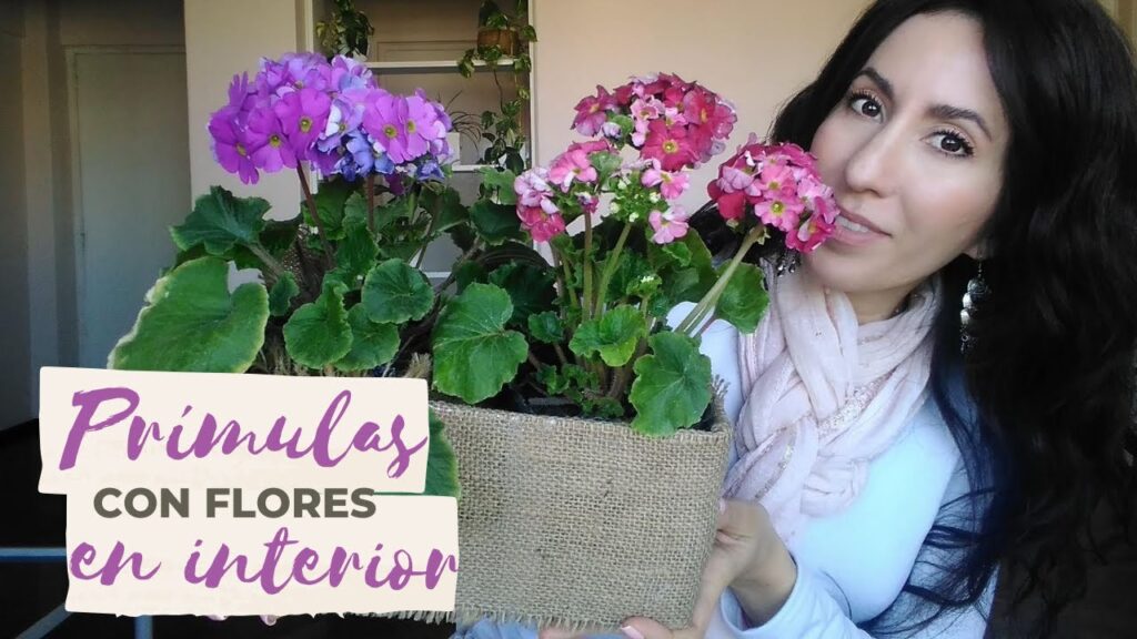 Cómo cuidar de las primulas en el interior de tu hogar