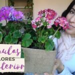 Cómo cuidar de las primulas en el interior de tu hogar