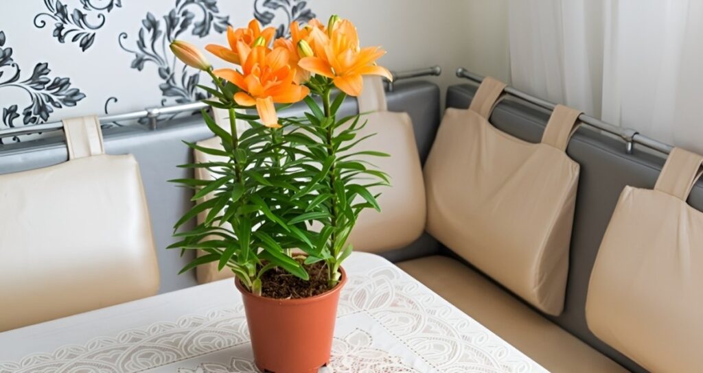 Cómo cuidar de los lirios tritelia en macetas correctamente