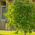 Cómo cuidar del árbol Weeping Mulberry