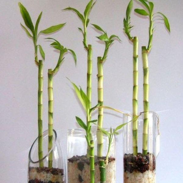 Cómo cuidar el bambú en el desierto de Arizona