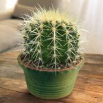 Cómo cuidar el cactus Golden Barrel en interiores