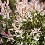 Cómo cuidar el Flamingo Willow (Sauce Japonés Variegado)