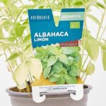 Cómo cuidar el limonero al cultivar albahaca de limón