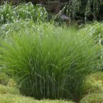 Cómo cuidar el pasto Gracillimus Maiden Grass adecuadamente