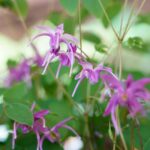 Cómo cuidar flores de barrenwort correctamente
