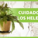 Cómo cuidar Helechos Ostrich en el interior de tu hogar