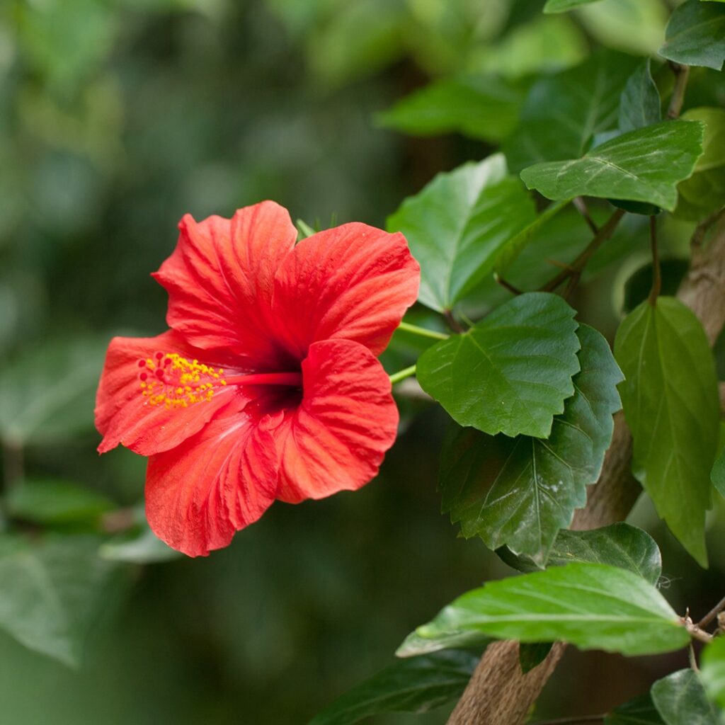 Cómo cuidar hibiscos en interior durante el invierno