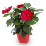 Cómo cuidar hibiscos tropicales en macetas de forma adecuada
