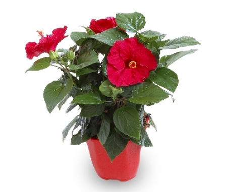 Cómo cuidar hibiscos tropicales en macetas de forma adecuada