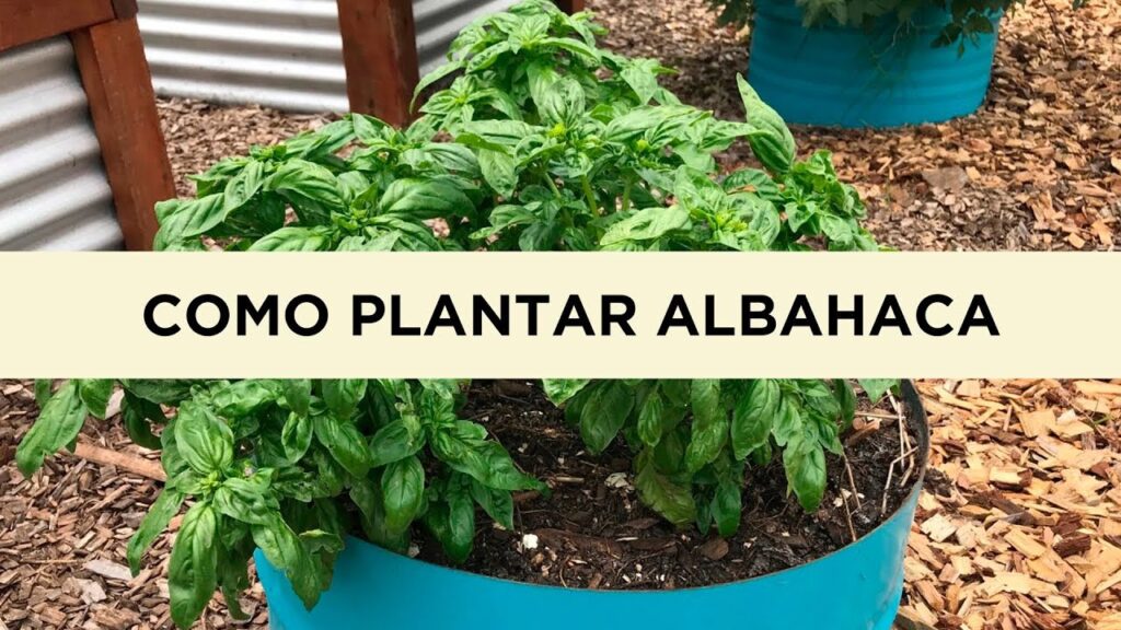 Cómo cuidar la albahaca de bush en el jardín