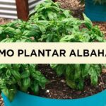 Cómo cuidar la albahaca de bush en el jardín