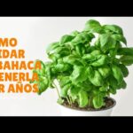Cómo cuidar la albahaca griega en jardín o macetas