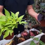 Cómo cuidar la batata ornamental durante el invierno