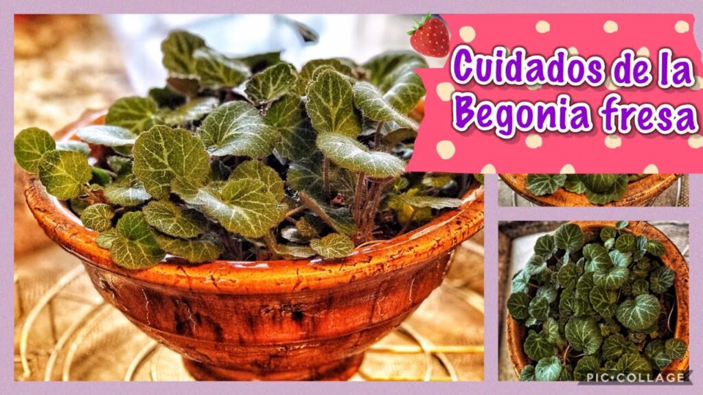 Cómo cuidar la Begonia Fresa en interiores
