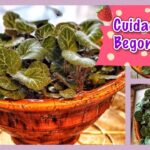 Cómo cuidar la Begonia Fresa en interiores