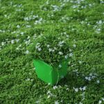 Cómo cuidar la Blue Star Creeper en el jardín como césped