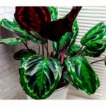 Cómo cuidar la Calathea Peacock, una planta exótica