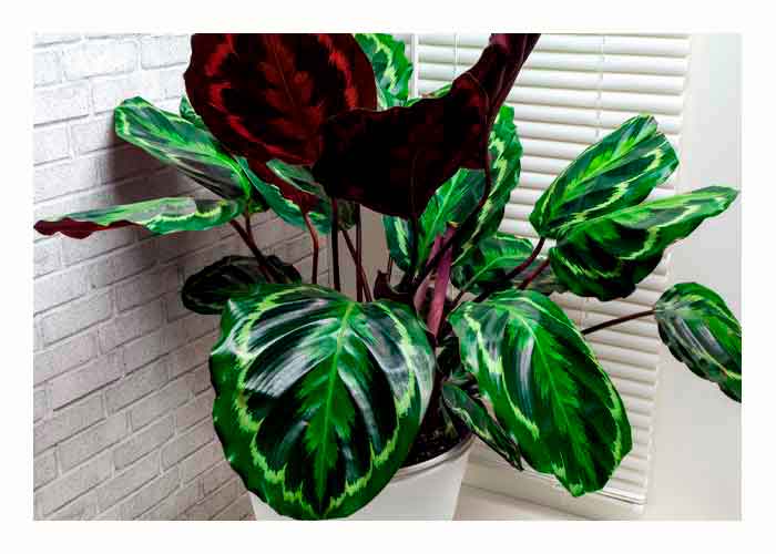 Cómo cuidar la Calathea Peacock, una planta exótica