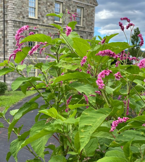 Cómo cuidar la flor de Kiss-Me-Over-The-Garden-Gate