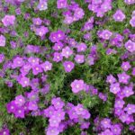 Cómo cuidar la Flor de la Copa (Nierembergia)