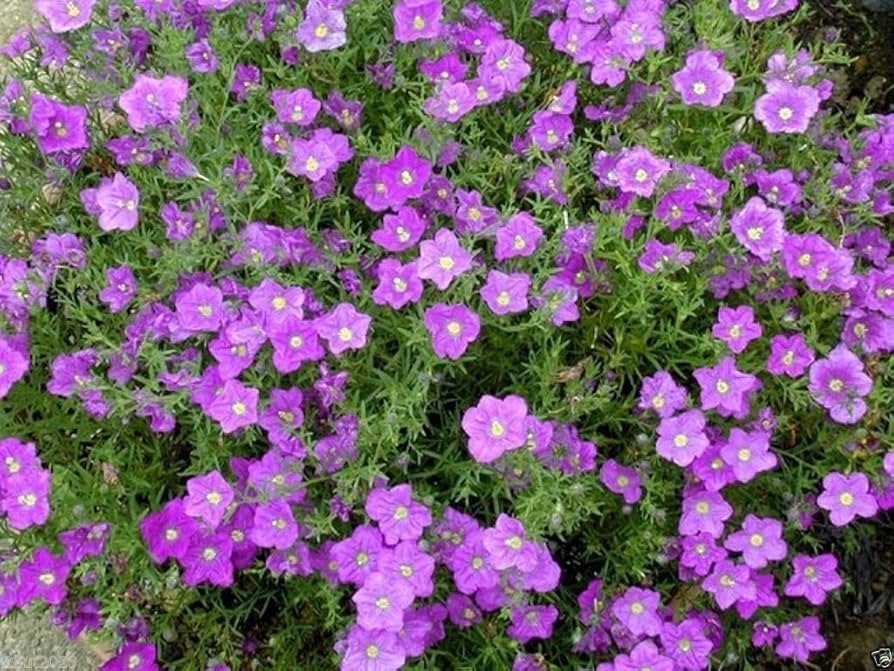 Cómo cuidar la Flor de la Copa (Nierembergia)