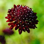 Cómo cuidar la flor Scabiosa Capitana de Fresa