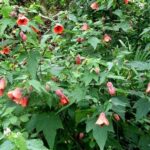 Cómo cuidar la floración del Abutilon al aire libre