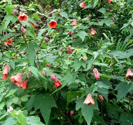 Cómo cuidar la floración del Abutilon al aire libre
