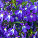 Cómo cuidar la Lobelia rastrera en bordes florales