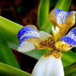 Cómo cuidar la neomárica iris (iris walking) correctamente