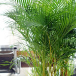Cómo cuidar la palmera reina en interiores en maceta