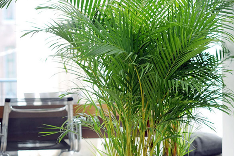 Cómo cuidar la palmera reina en interiores en maceta