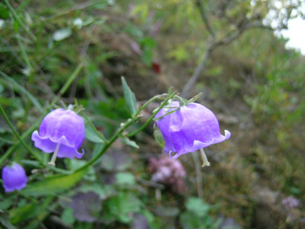 Cómo cuidar la planta Adenophora en tu jardín